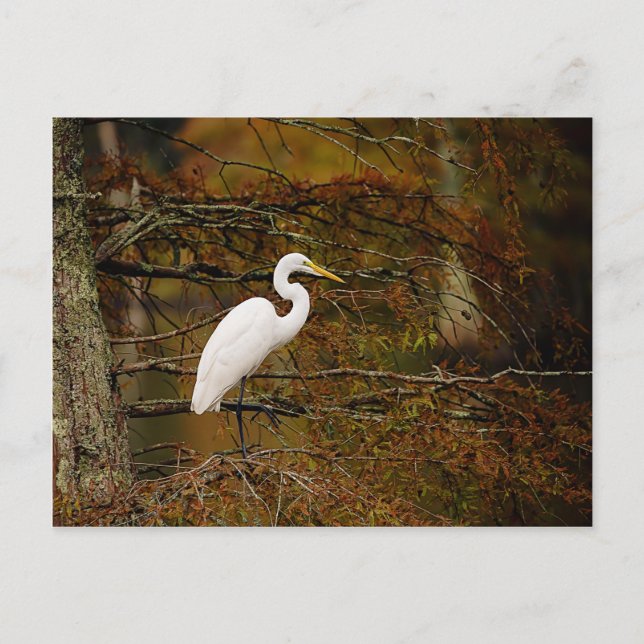 Great White Egret in Herbstfarben Postcard Postkarte (Vorderseite)