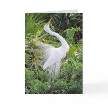 Great White Egret Liebe Dance