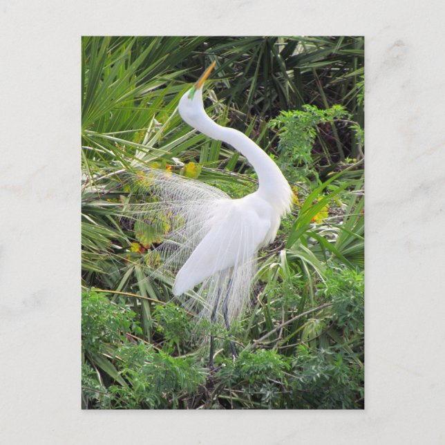 Great White Egret Liebe Dance Postkarte (Vorderseite)