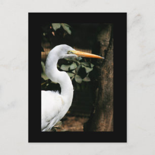 Great White Egret Postcard Postkarte