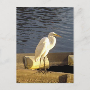 Great white egret - Postcard Postkarte