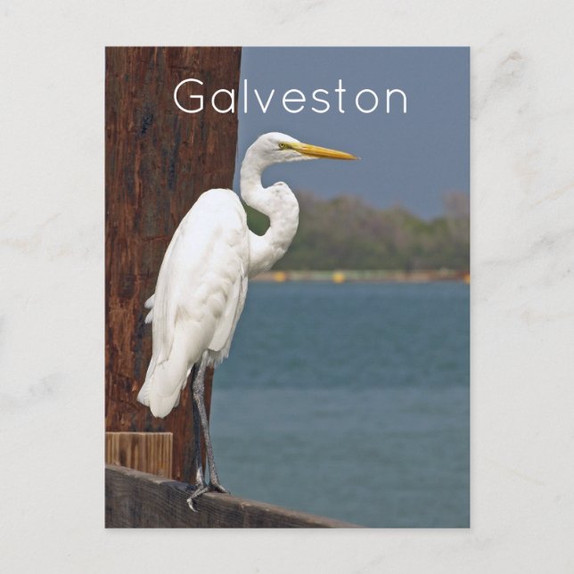 Great White Egret Postcard Postkarte (Vorderseite)