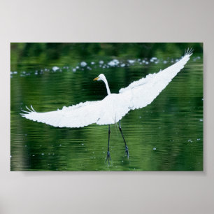 Great White Egret Poster