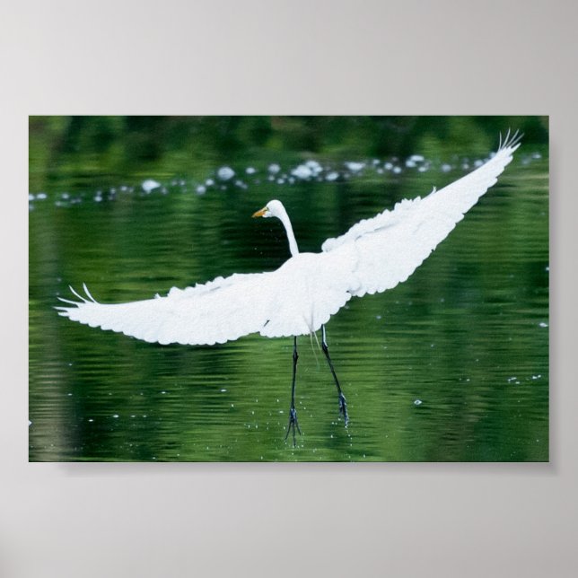 Great White Egret Poster (Vorne)