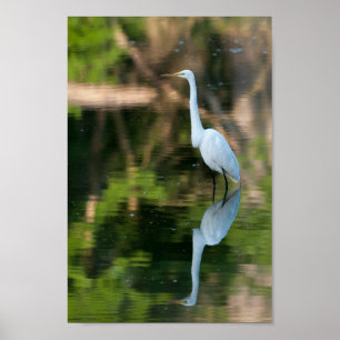 Great White Egret Poster