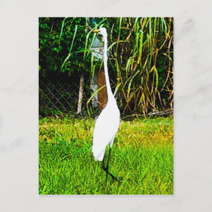 Great White Egret Postkarte