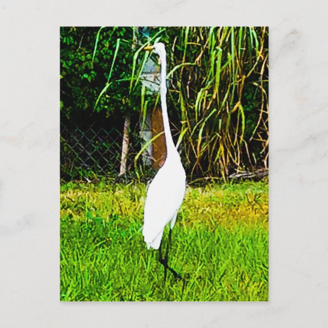 Great White Egret Postkarte (Vorderseite)