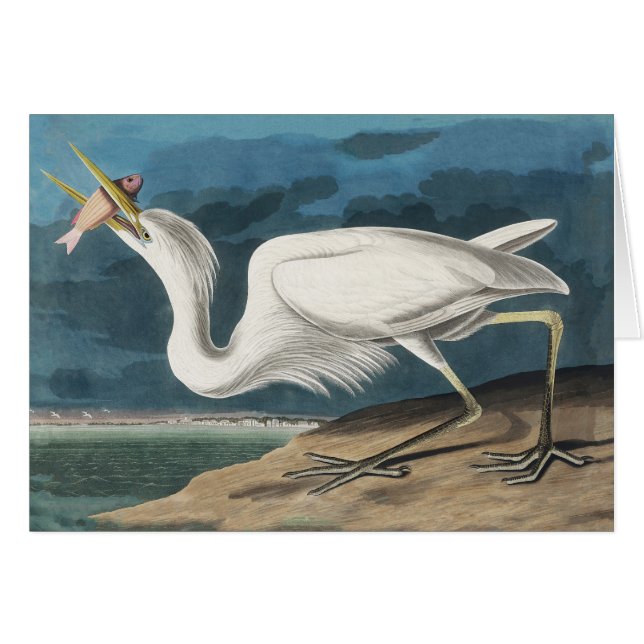 Great White Heron Audubon Bird Wildlife Painting (Vorderseite (Horizontal))