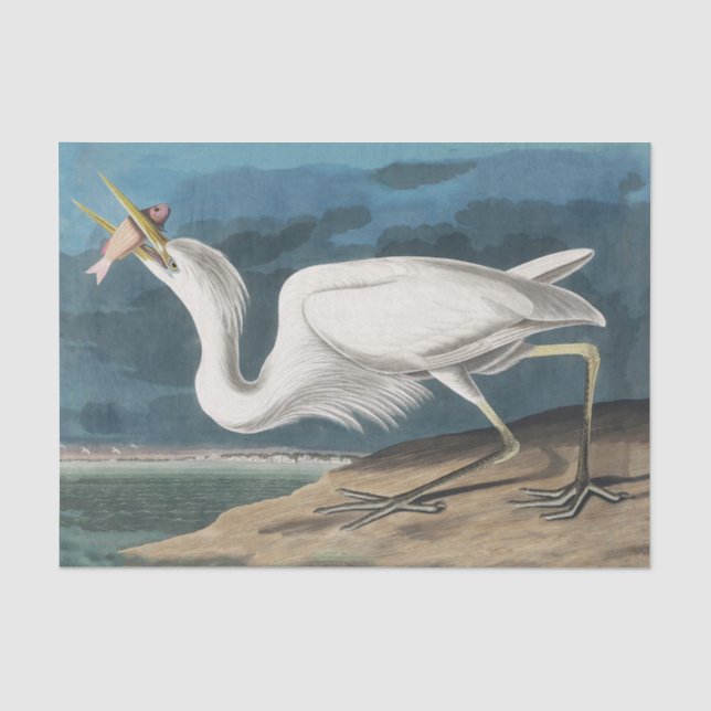 Great White Heron Audubon Bird Wildlife Painting Seidenpapier (Vorderseite)