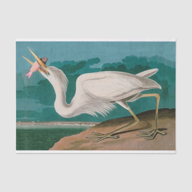 Great White Heron Birds of America Audubon Print Seidenpapier (Vorderseite)