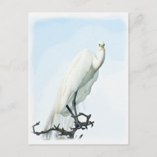 Great White Heron Porträt Fotografie Postkarte