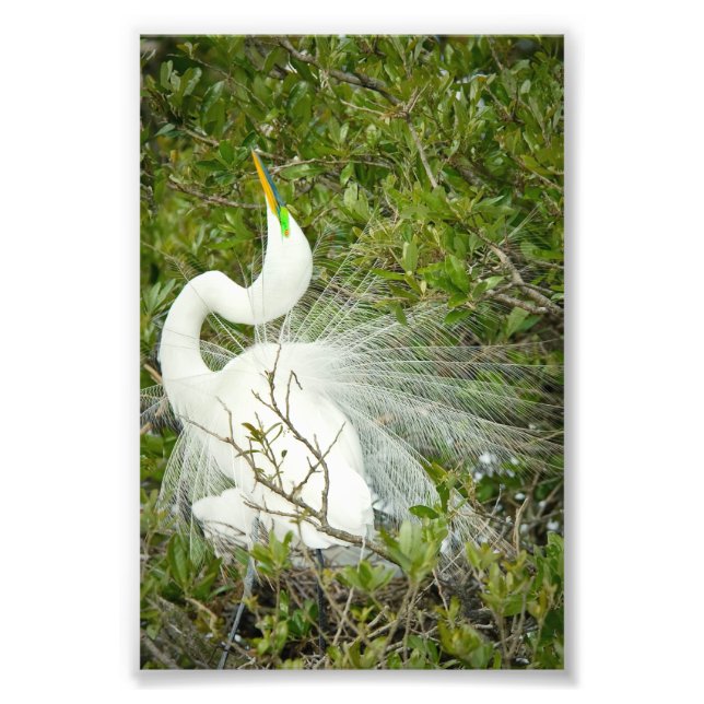 Great White Heron Pose Foto (Vorne)