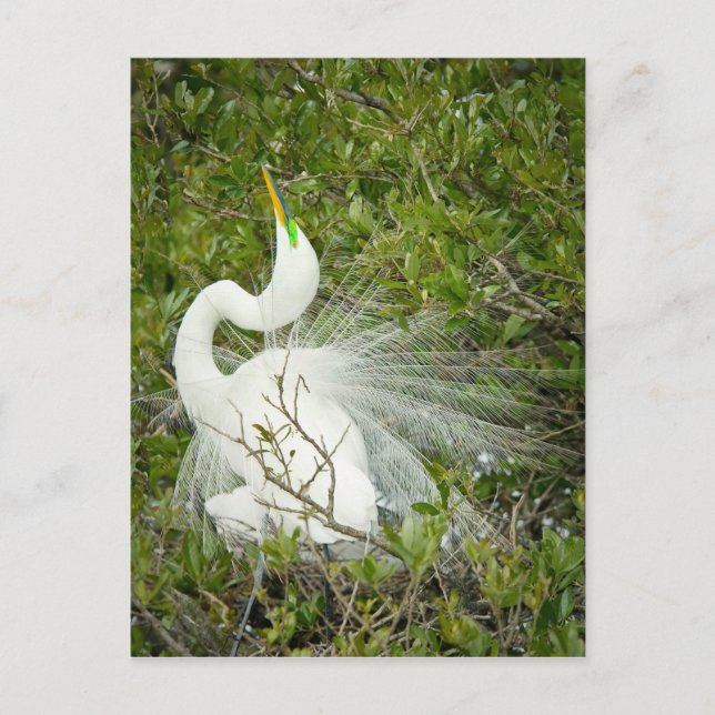 Great White Heron Pose Foto Postkarte (Vorderseite)