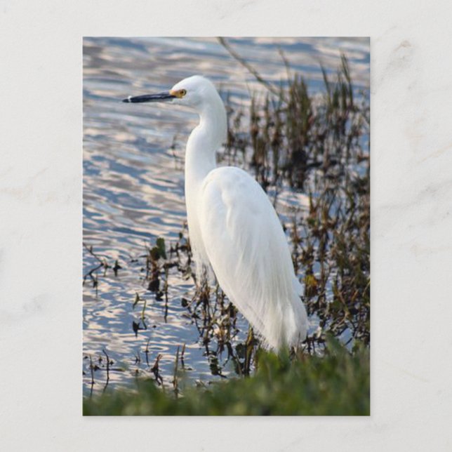Great White Heron Postcard Postkarte (Vorderseite)