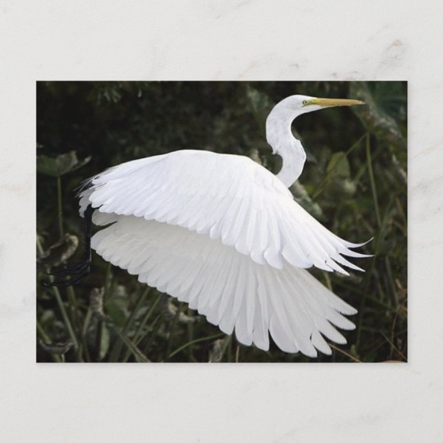 Great White Heron Postkarte (Vorderseite)