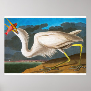 Great White Heron von John James Audubon Poster