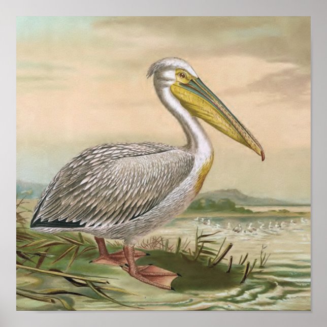 Great White Pelican Vintag Bird Illustration Poster (Vorne)