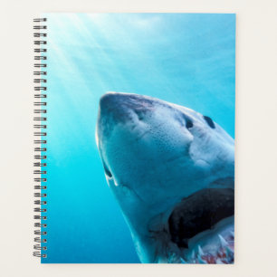 Great White Shark   Afrique du Sud