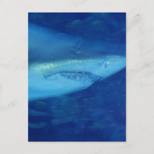 Great White Shark Postcard Postkarte