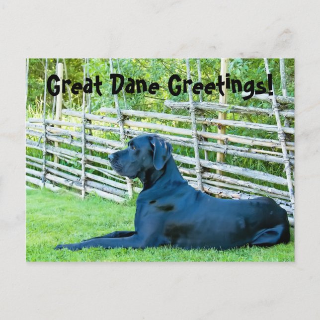 GreatDaneGreetingsPostcard Postkarte (Vorderseite)