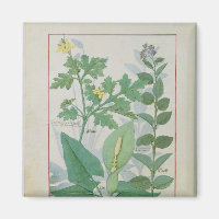 Greater Celandine oder Poppy