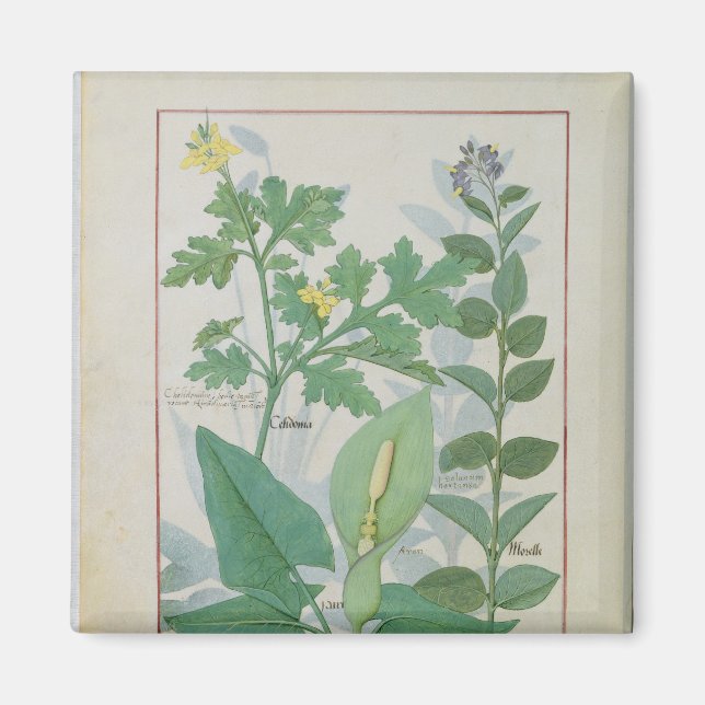 Greater Celandine oder Poppy Magnet (Vorne)
