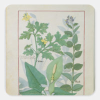 Greater Celandine oder Poppy