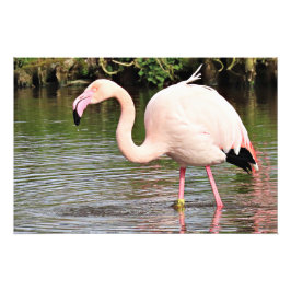 Greater Flamingo Fotografy Print Fotodruck