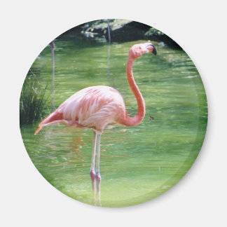 Greater Flamingo Magnet
