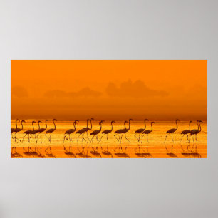Greater Flamingo (Phoenicopterus roseus) zu Fuß Poster