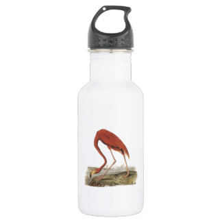 Greater Flamingo von Audubon Edelstahlflasche