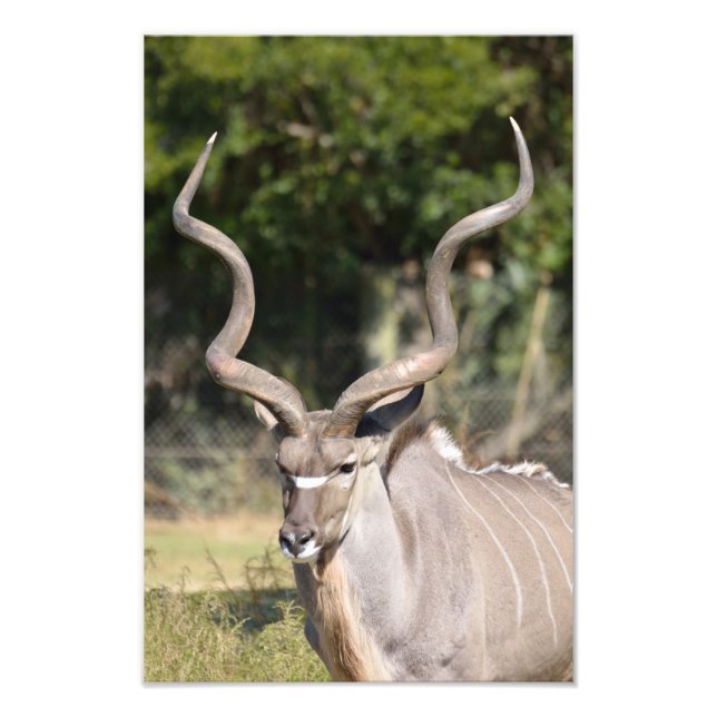 Greater Kudu Fotodruck (Vorne)