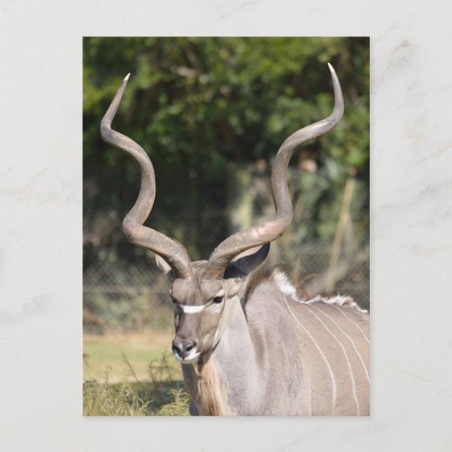 Greater Kudu Postkarte (Vorderseite)