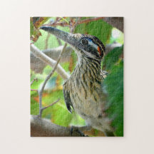 Greater Roadrunner Chillin"