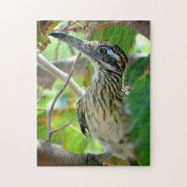Greater Roadrunner Chillin"
