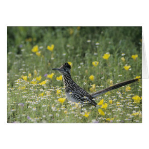Greater Roadrunner, Geococcyx californianus,