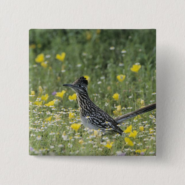 Greater Roadrunner, Geococcyx californianus, Button (Vorderseite)