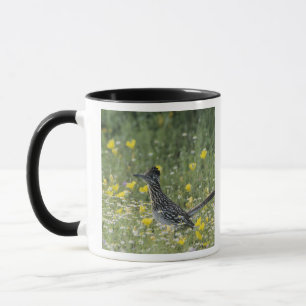 Greater Roadrunner, Geococcyx californianus, Tasse