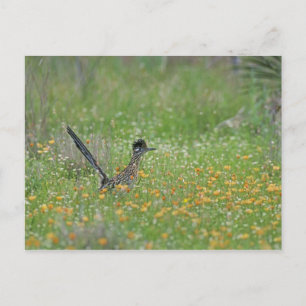 Greater Roadrunner, Geococcyx Postkarte