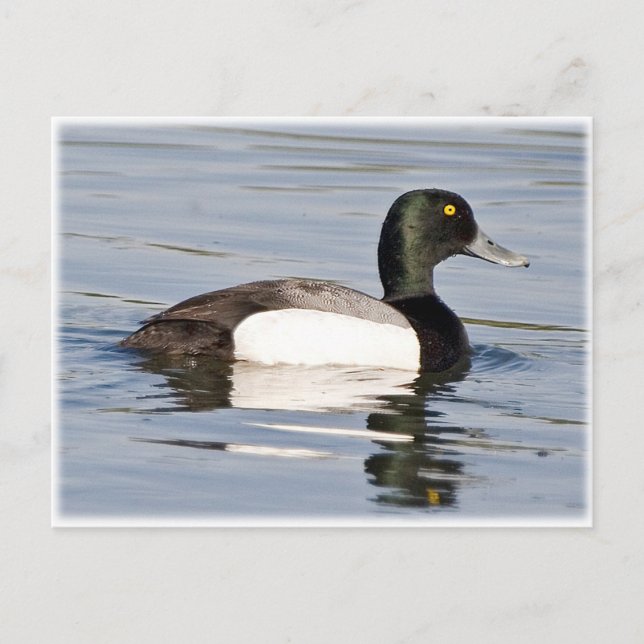 Greater Scaup - Bluebill Drake Postkarte (Vorderseite)