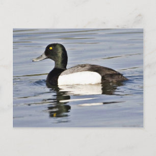 Greater Scaup Drake Postkarte