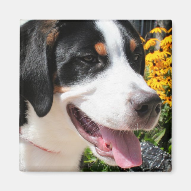 Greater Swiss Mountain Dog Marley 4 Magnet (Vorne)