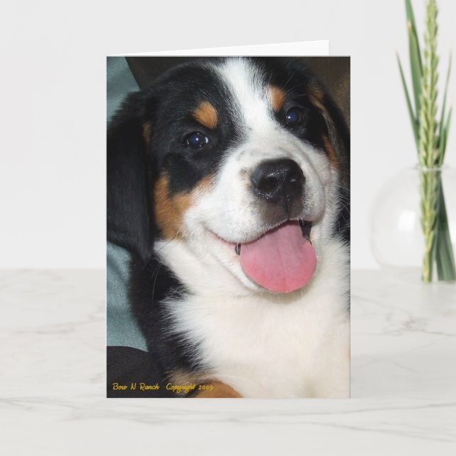 Greater Swiss Mountain Dog Puppy Karte (Vorderseite)