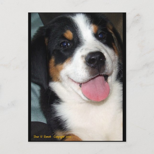 Greater Swiss Mountain Dog Puppy Postkarte (Vorderseite)