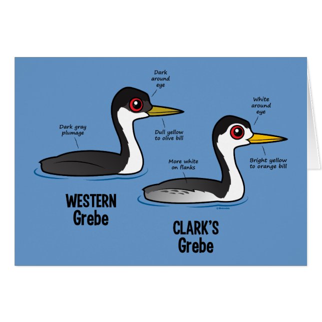 Grebe gegen Grebe (Vorderseite (Horizontal))