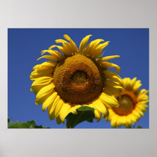 Grecian Formel Poster