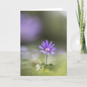 Grecian Windblume Nature Foto Karte