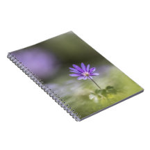 Grecian windblume Nature Foto