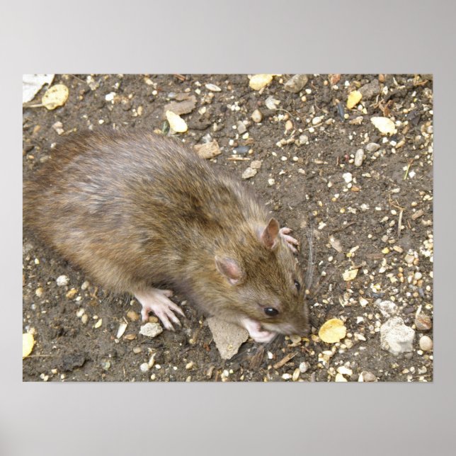 Greedy Rat Print Poster (Vorne)
