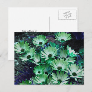 Green African Daisies Blume Personalisiert Postkarte